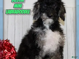 Miniature Labradoodle dogs Dustin - Ad 8