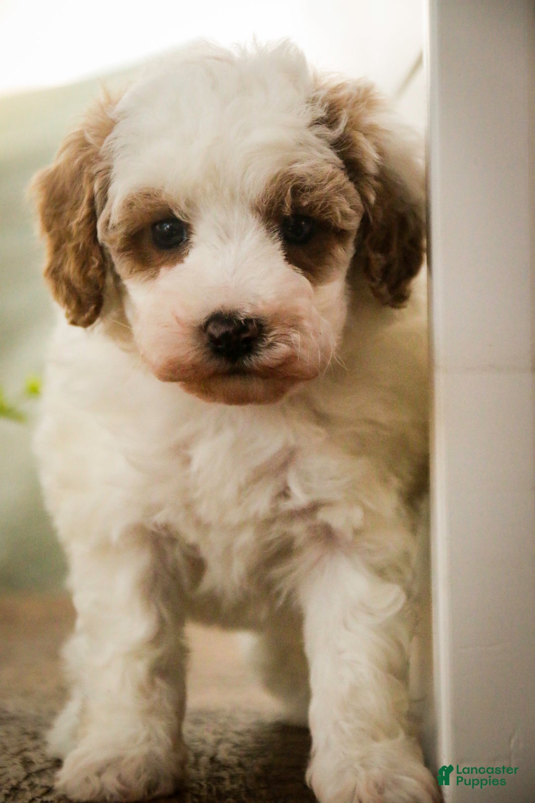 Miniature Poodle dogs for sale: Rozz - Ad 1
