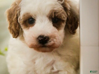 Miniature Poodle dogs Rozz - Ad 27