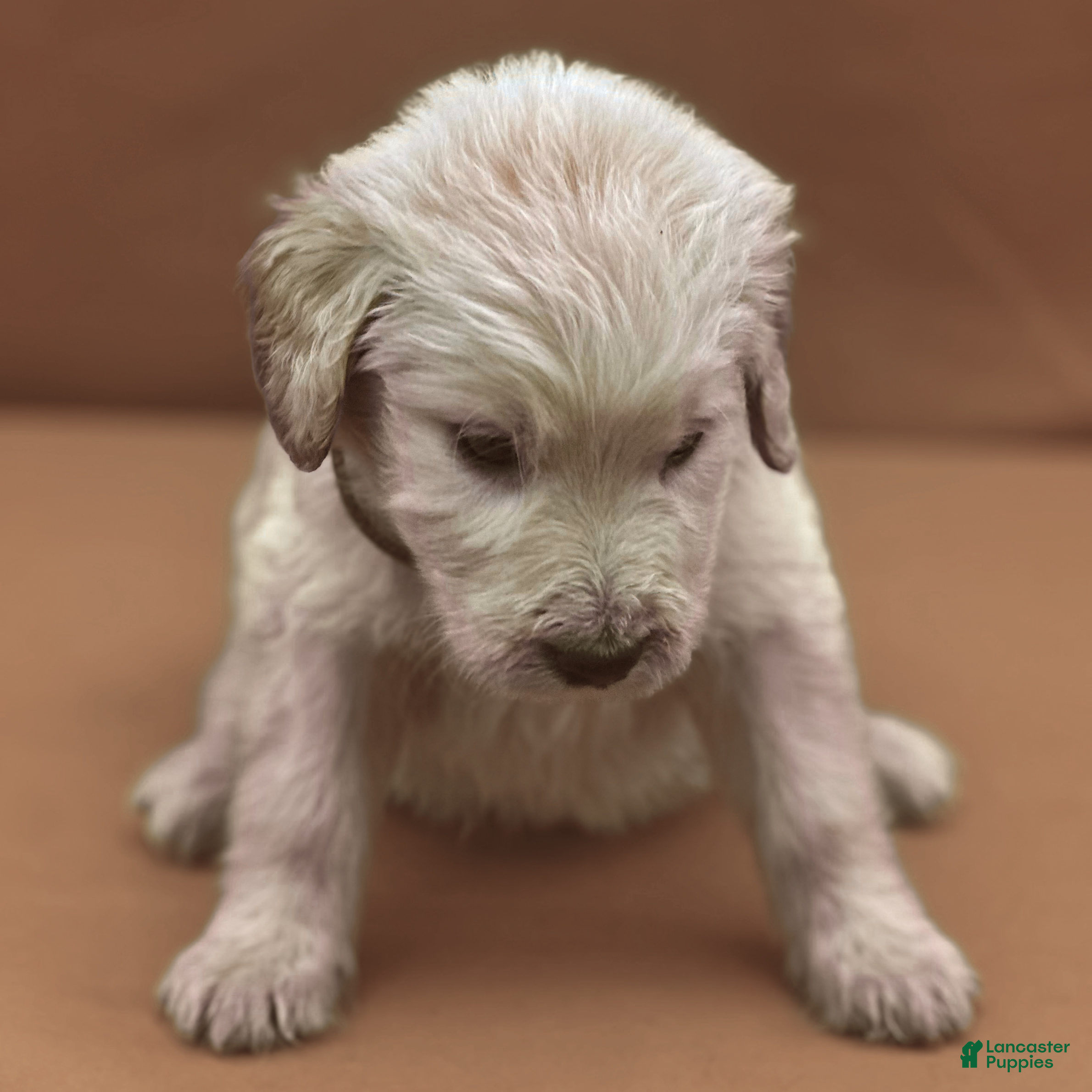 Goldendoodle dogs Sabine Wren - Ad 2