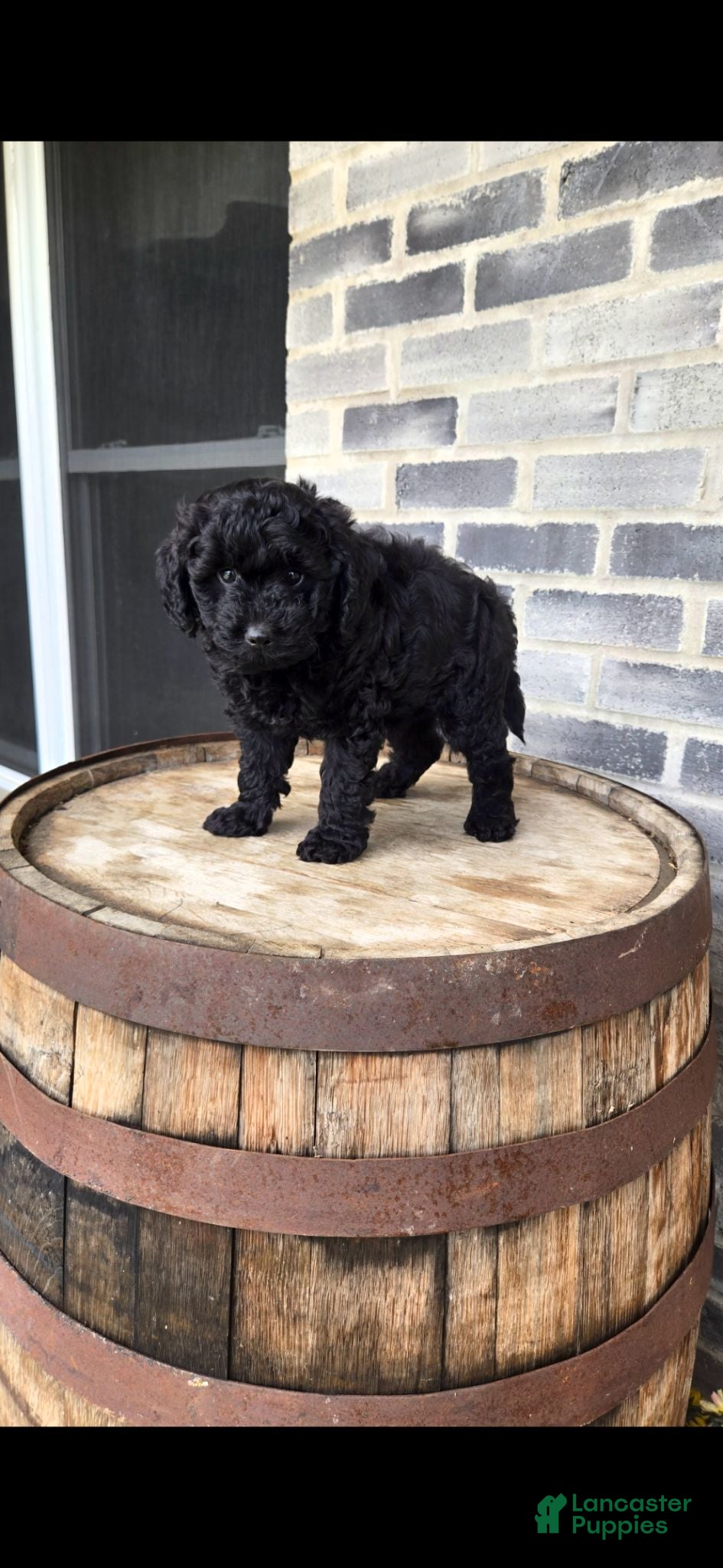 Mini Bernedoodle dogs Mini Bernedoodle 3 - Ad 2