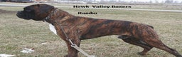 Boxer dogs for sale: Tyson - Champ lines - Ad 5