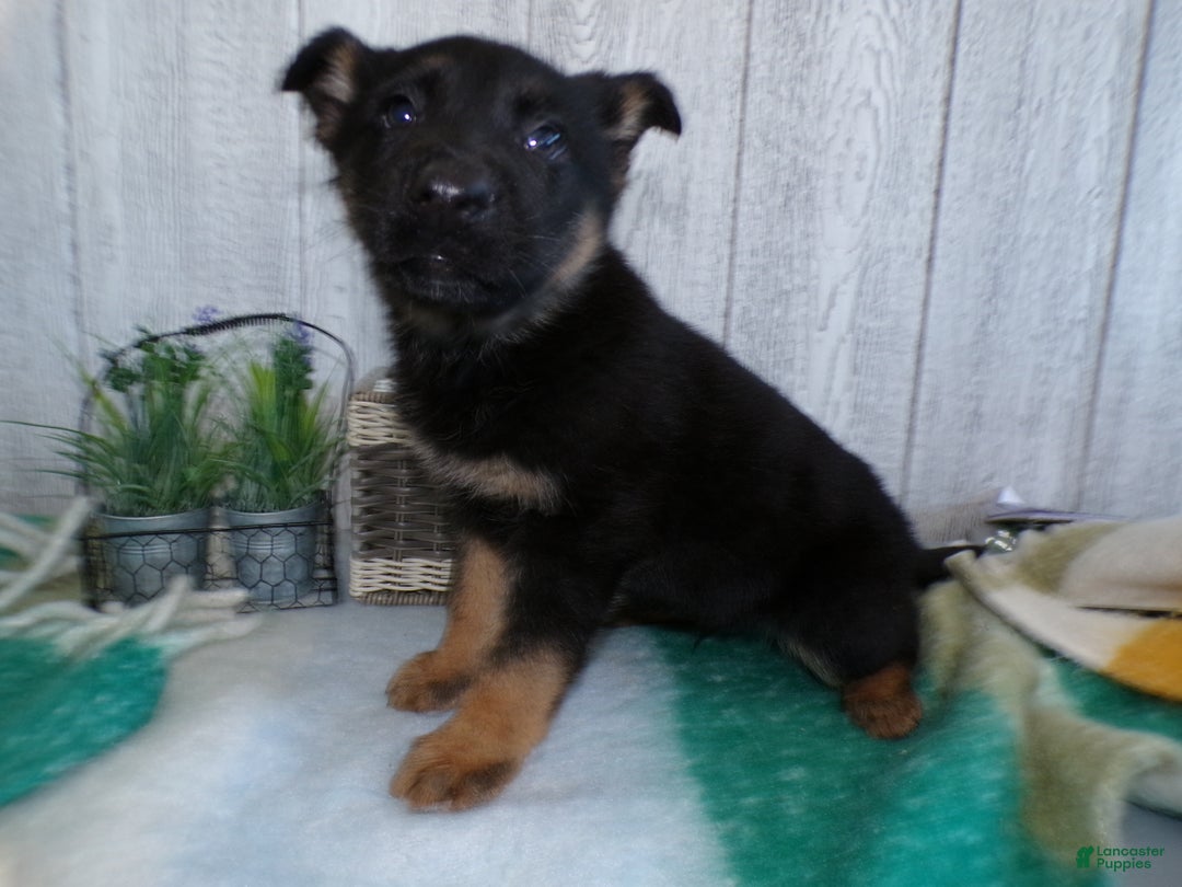 German Shepherd dogs for sale: German Shepherd Puppy 6 Max - Ad 4