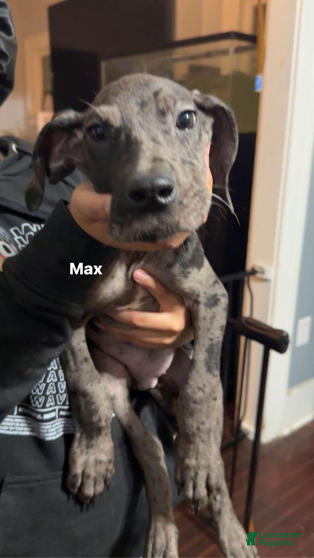 Great Dane dogs for sale: Maximus  - Ad 14
