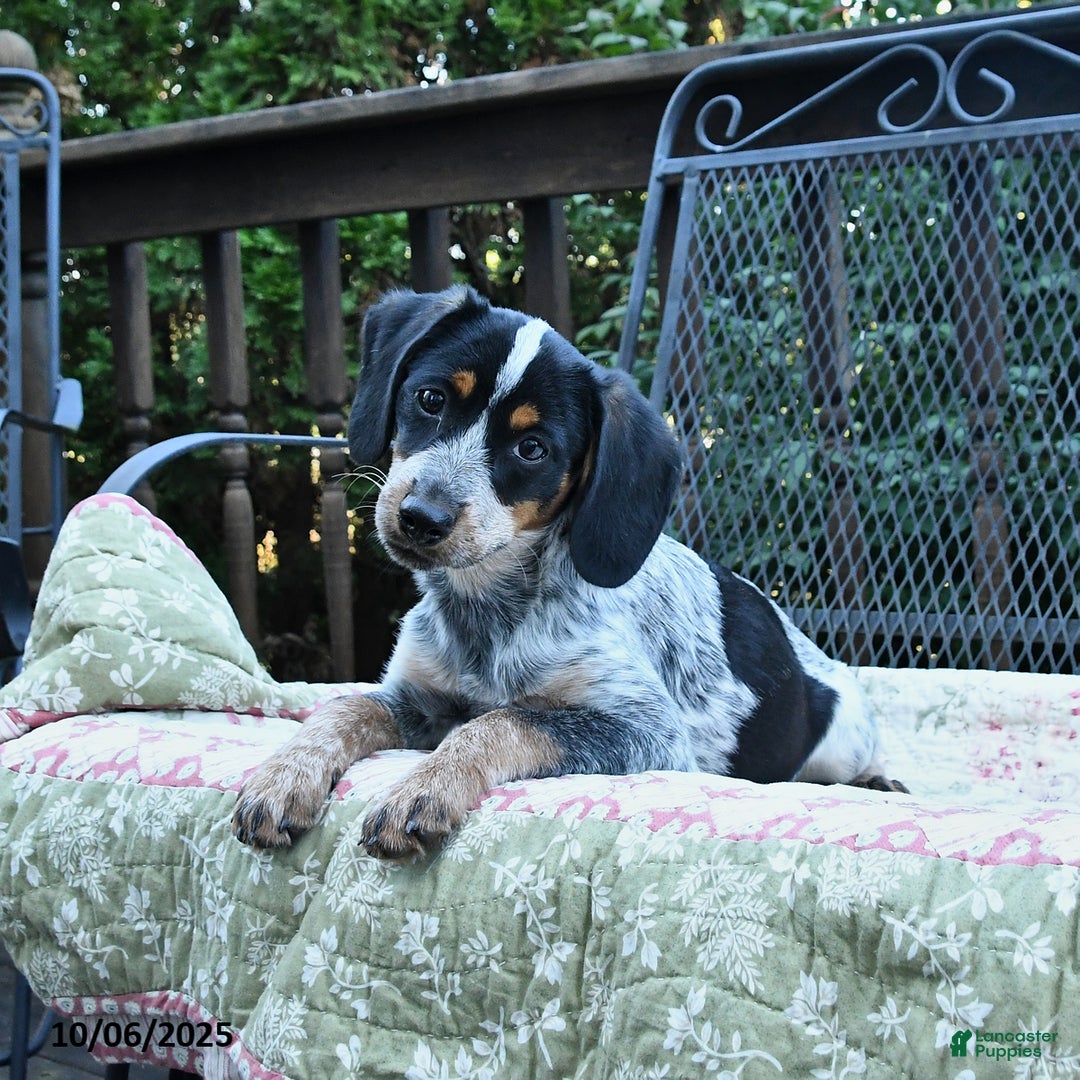 Mixed Breed dogs for sale: Farrah - Ad 2