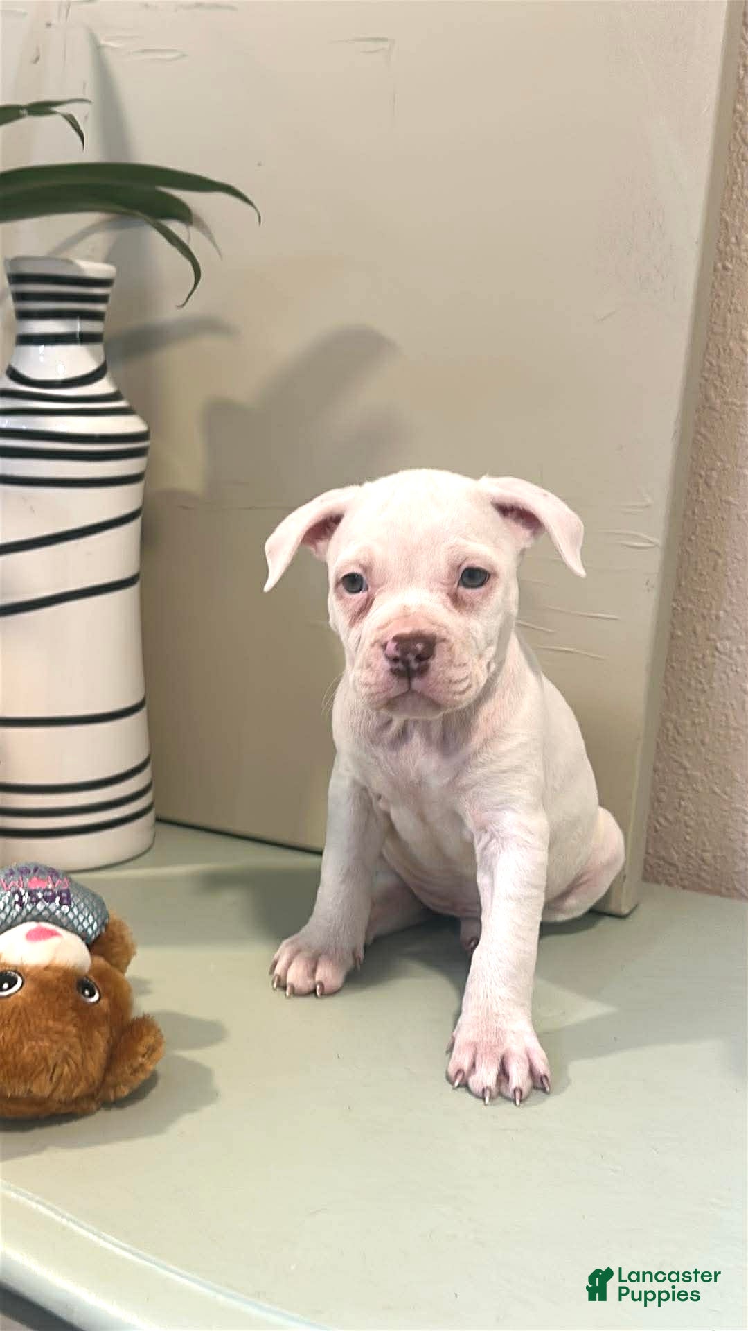 American Pit Bull Terrier dogs  Puppy 1 - Ad 3