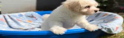 Shorkie dogs for sale: Shorkie Puppy 1 - Ad 7