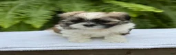 Teddy Bear dogs for sale: Pepsi  - Ad 3