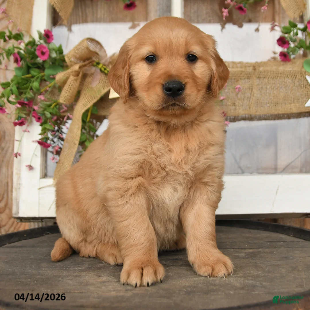 Golden Retriever dogs for sale: Lane - Ad 3