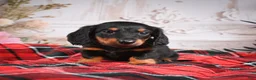 Miniature Dachshund dogs for sale: AKC-Eddie - Ad 9