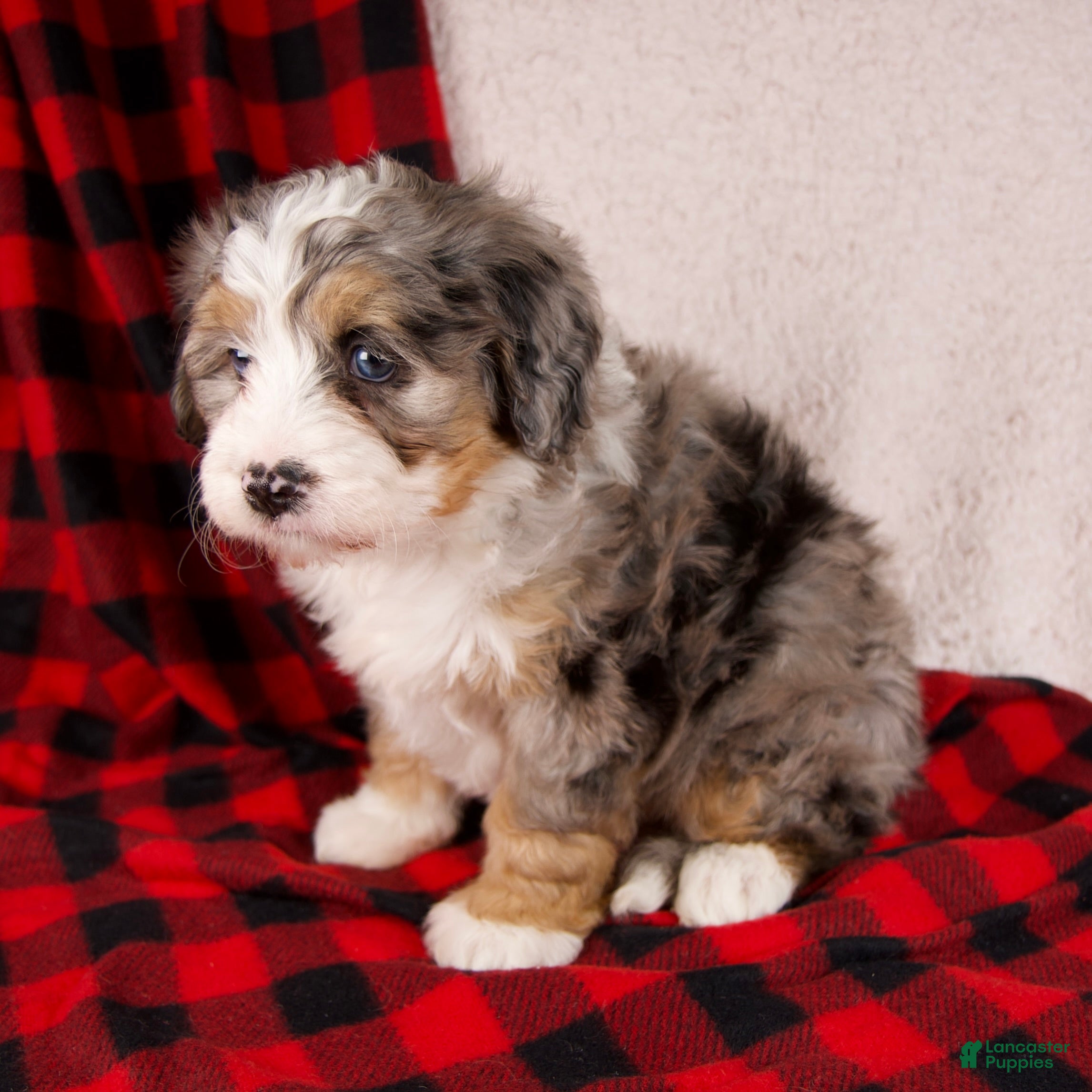 Mini Bernedoodle dogs Mercy Girl *Potty Training* - Ad 4