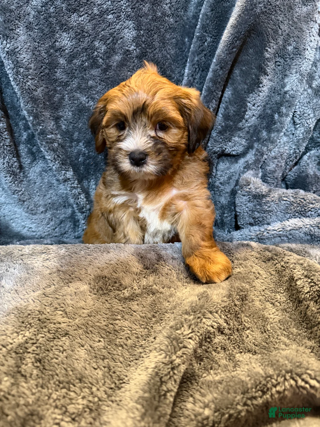 Mixed Breed dogs for sale: Mango  - Ad 2