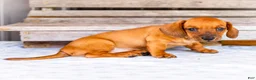 Miniature Dachshund dogs for sale: Charlie - Ad 3