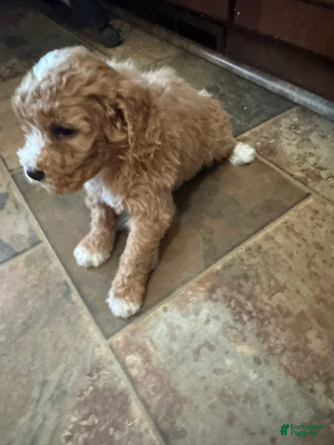 Bernedoodle dogs for sale: mini Bernedoodle Puppy 7 - brown - Ad 4