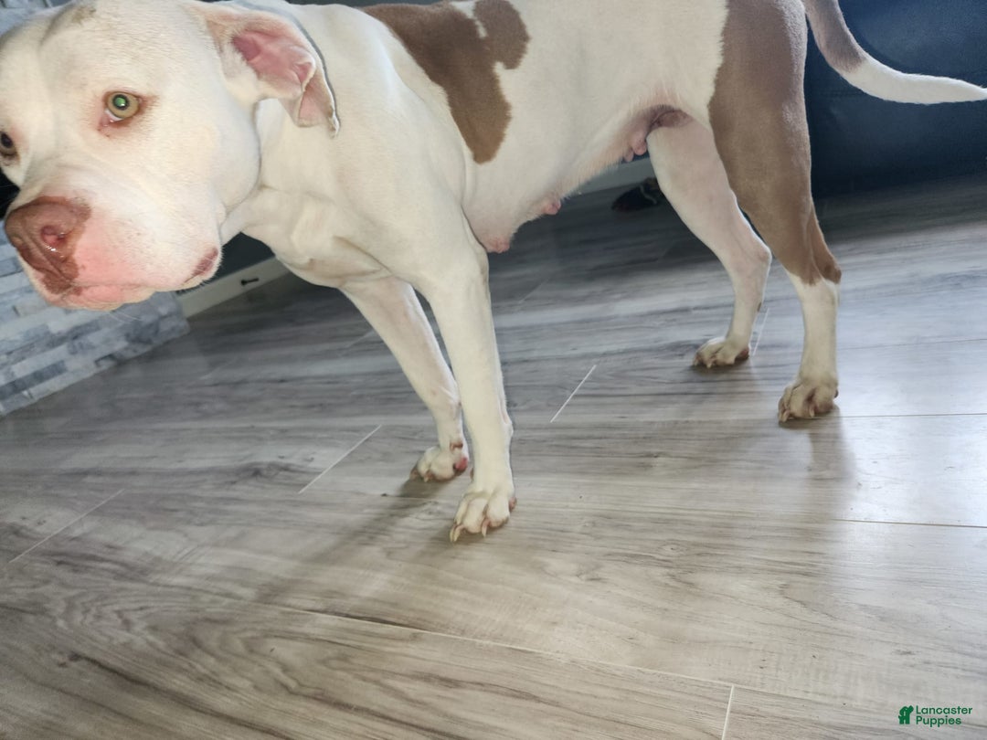 Gallery Image {{count}}