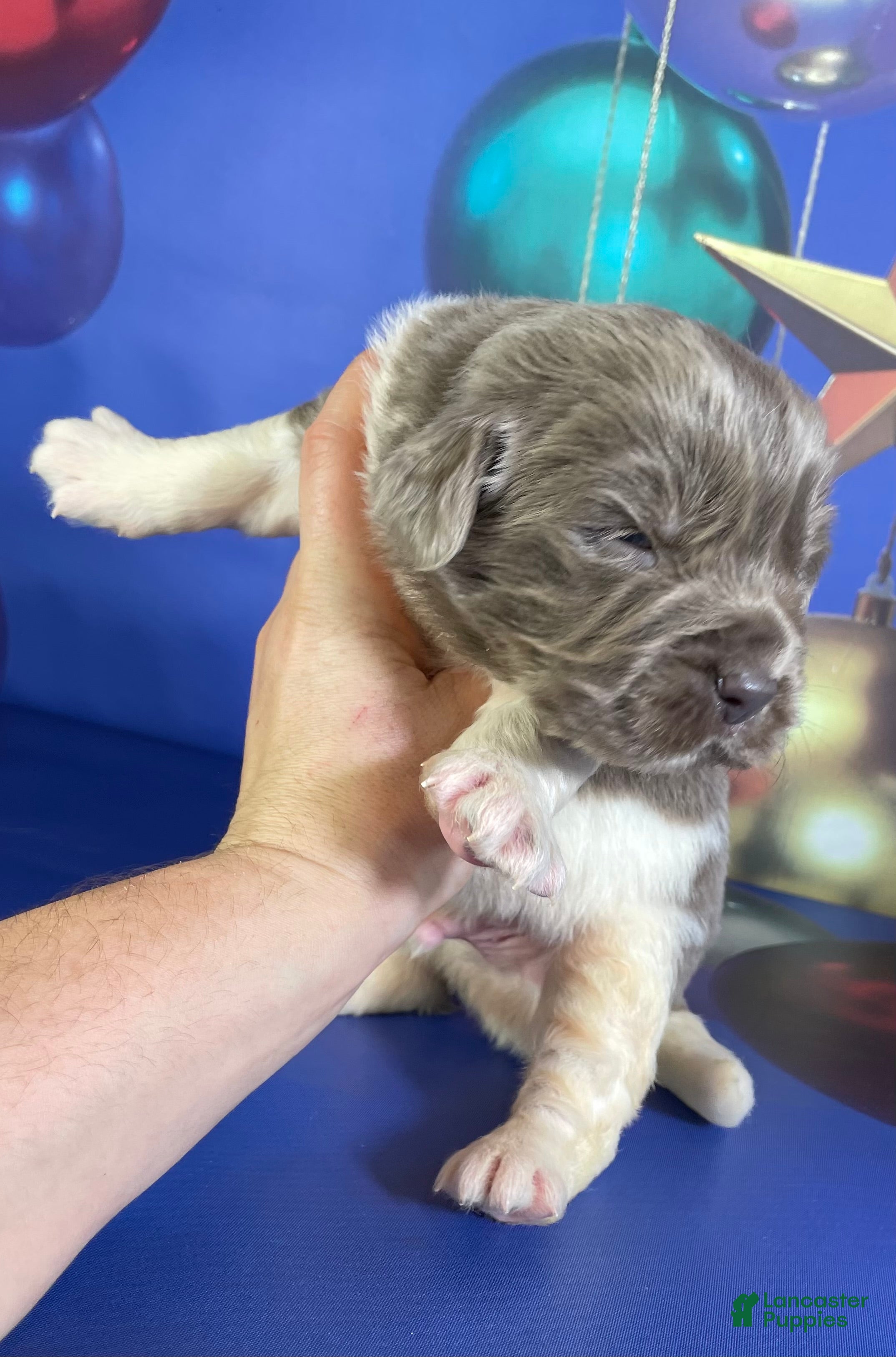 Mixed Breed dogs Steele OFA DNA  - Ad 30