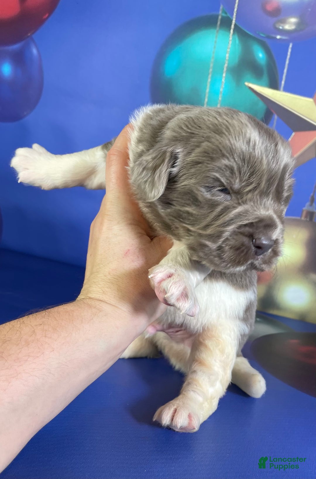 Mixed Breed dogs for sale: Steele OFA DNA  - Ad 1