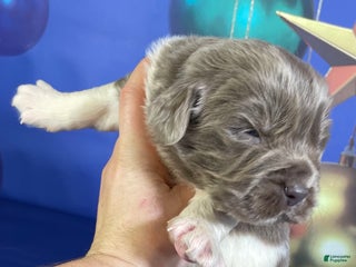 Mixed Breed dogs Steele OFA DNA - Ad 7