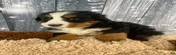 Bernese Mountain Dog dogs for sale: Maverick - Ad 3