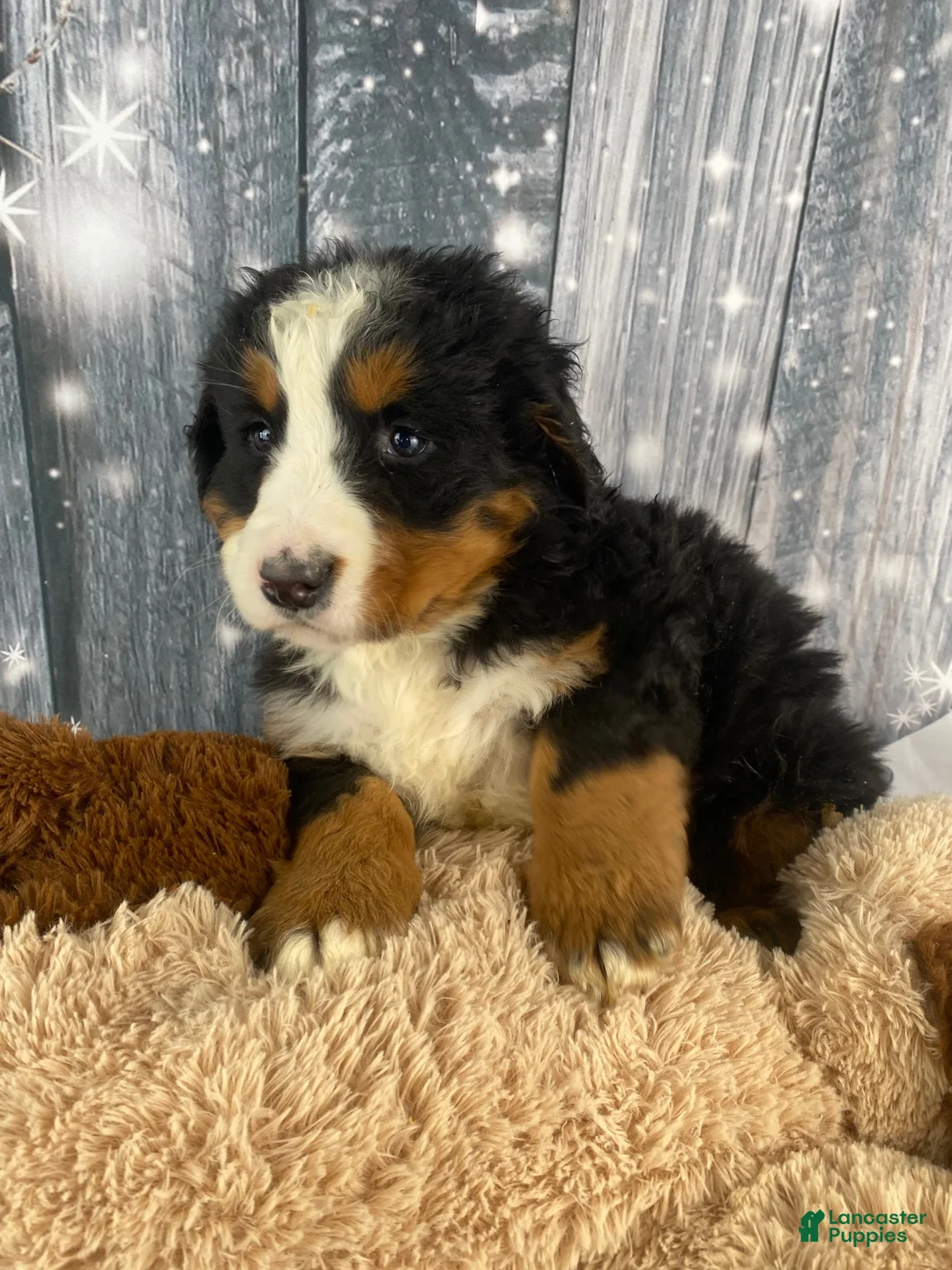 Bernese Mountain Dog dogs for sale: Maverick - Ad 3
