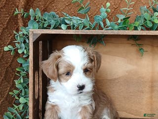 Havanese dogs Kasper - Ad 13