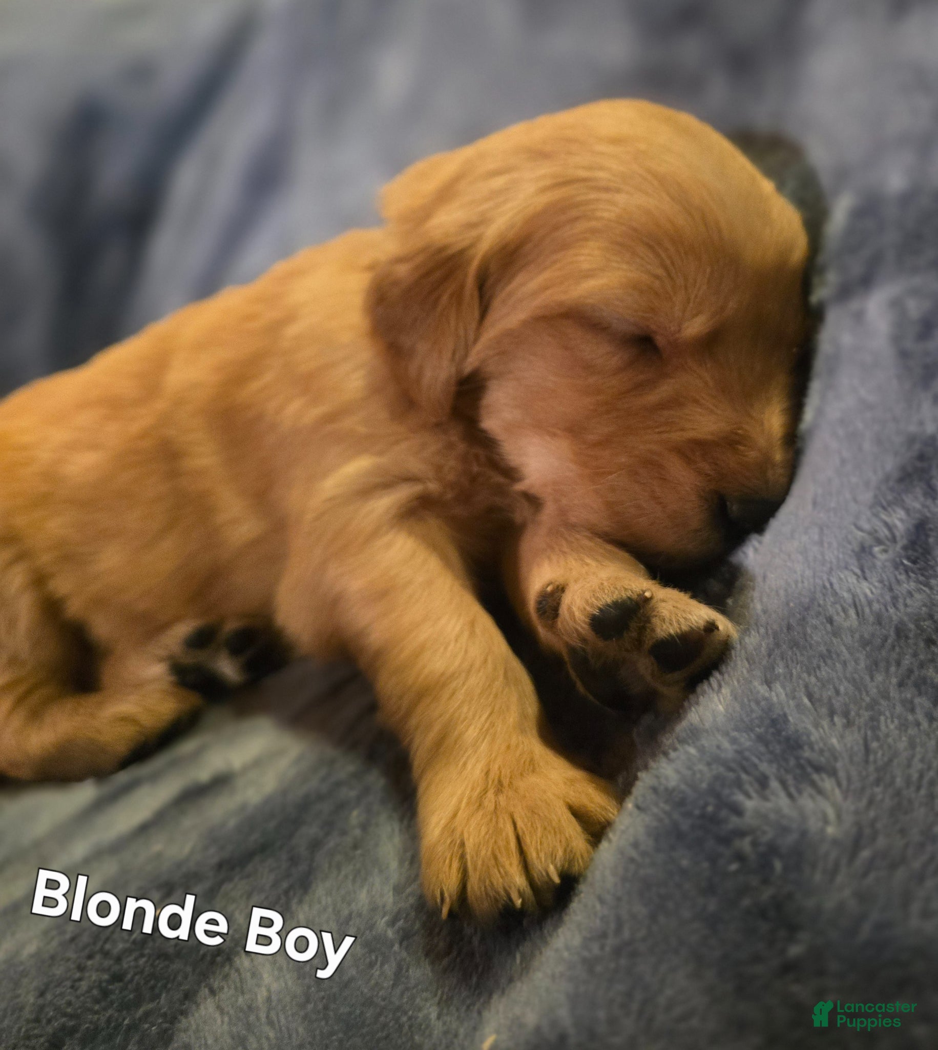 Golden Retriever dogs Blonde Boy - Ad 12