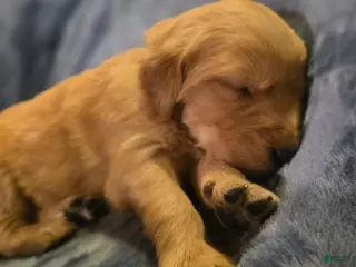 Golden Retriever dogs Blonde Boy - Ad 9