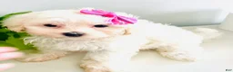 Maltese dogs for sale: Teacup Tiana - Ad 5