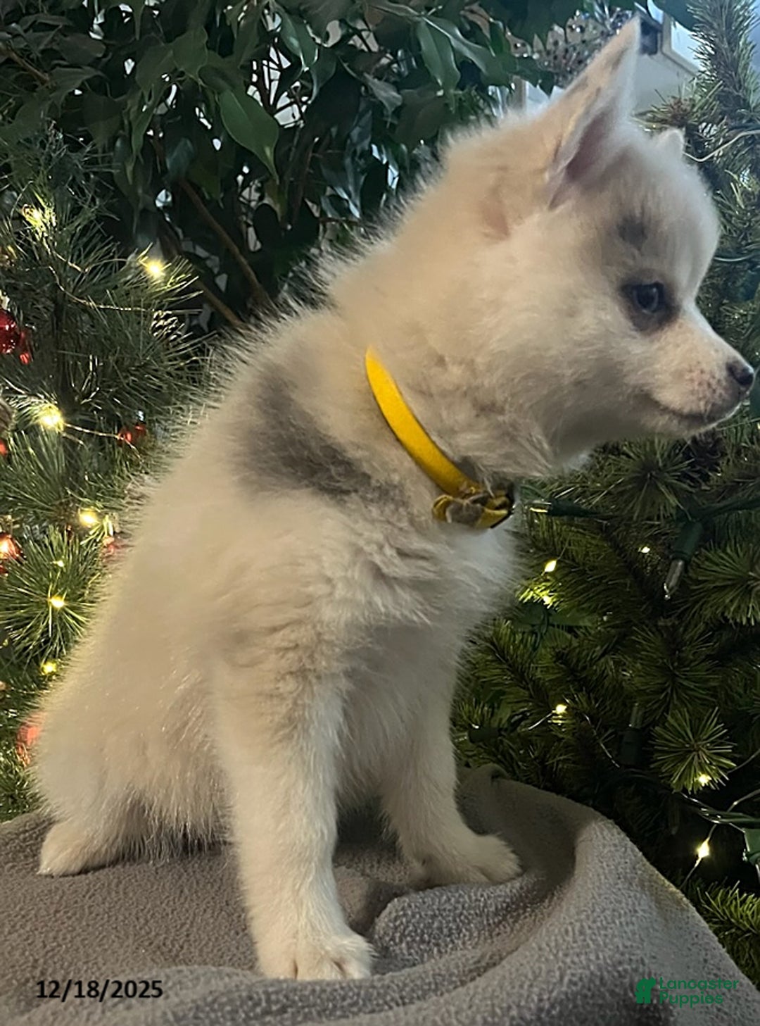 Pomsky dogs for sale: Heidi - Ad 5