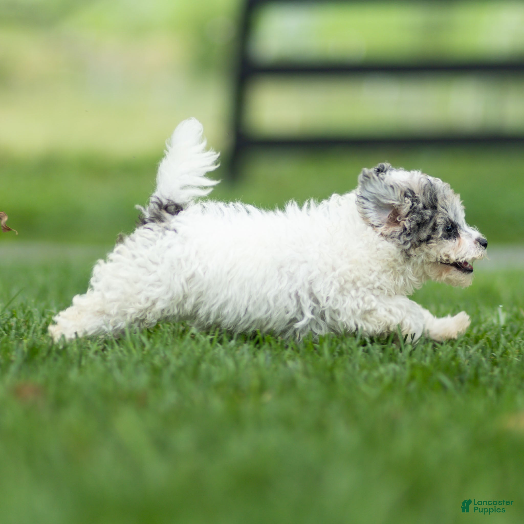 Maltipoo dogs Rex Maltipoo  - Ad 2