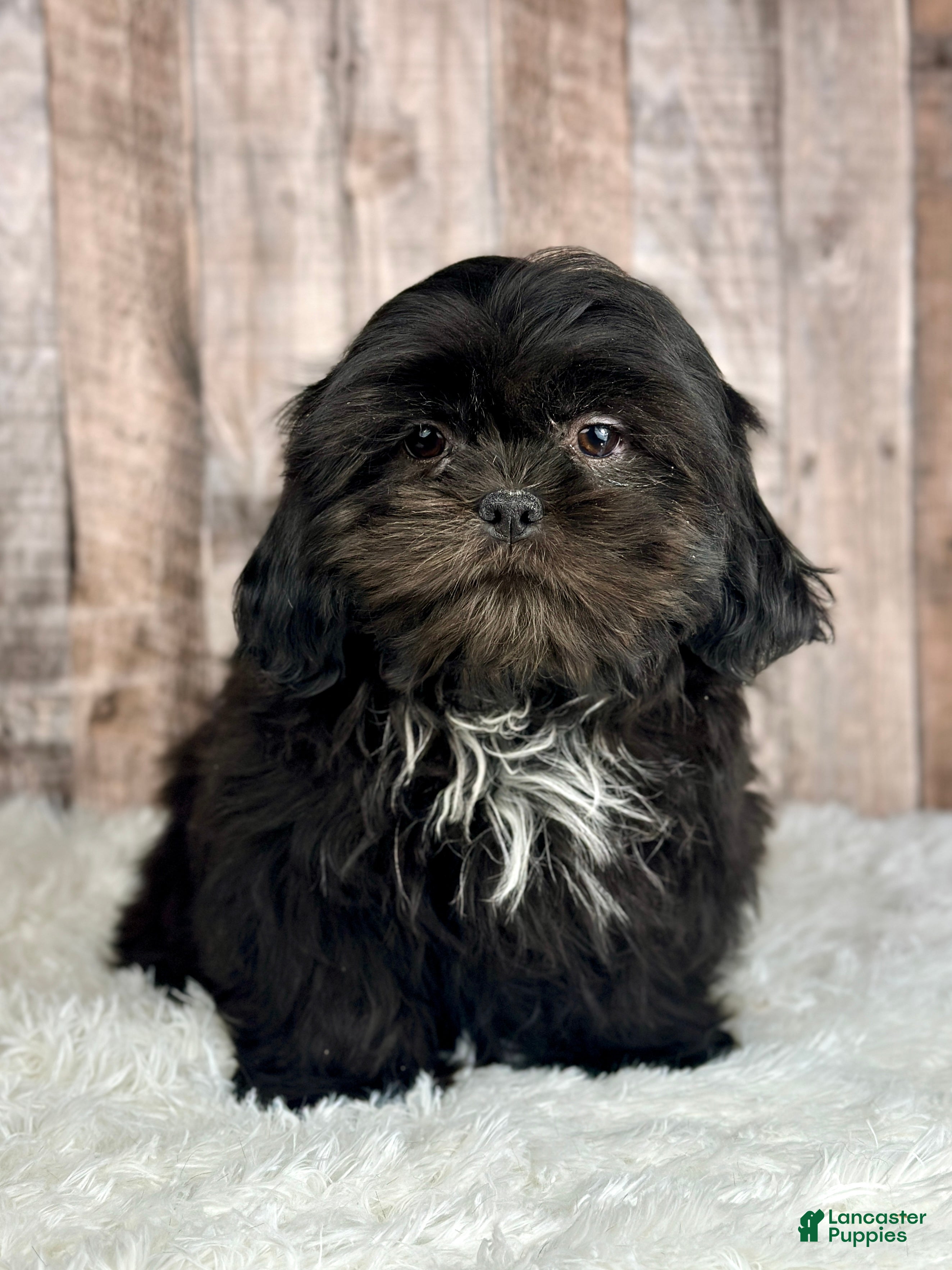 Shih Tzu dogs Boy Huey - 9223 - Ad 23