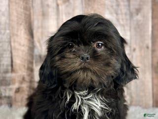 Shih Tzu dogs Boy Huey - 9223 - Ad 23