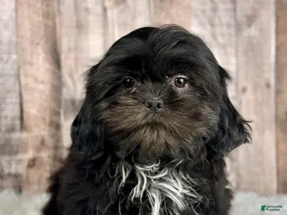 Shih Tzu dogs Boy Huey - 9223 - Ad 26