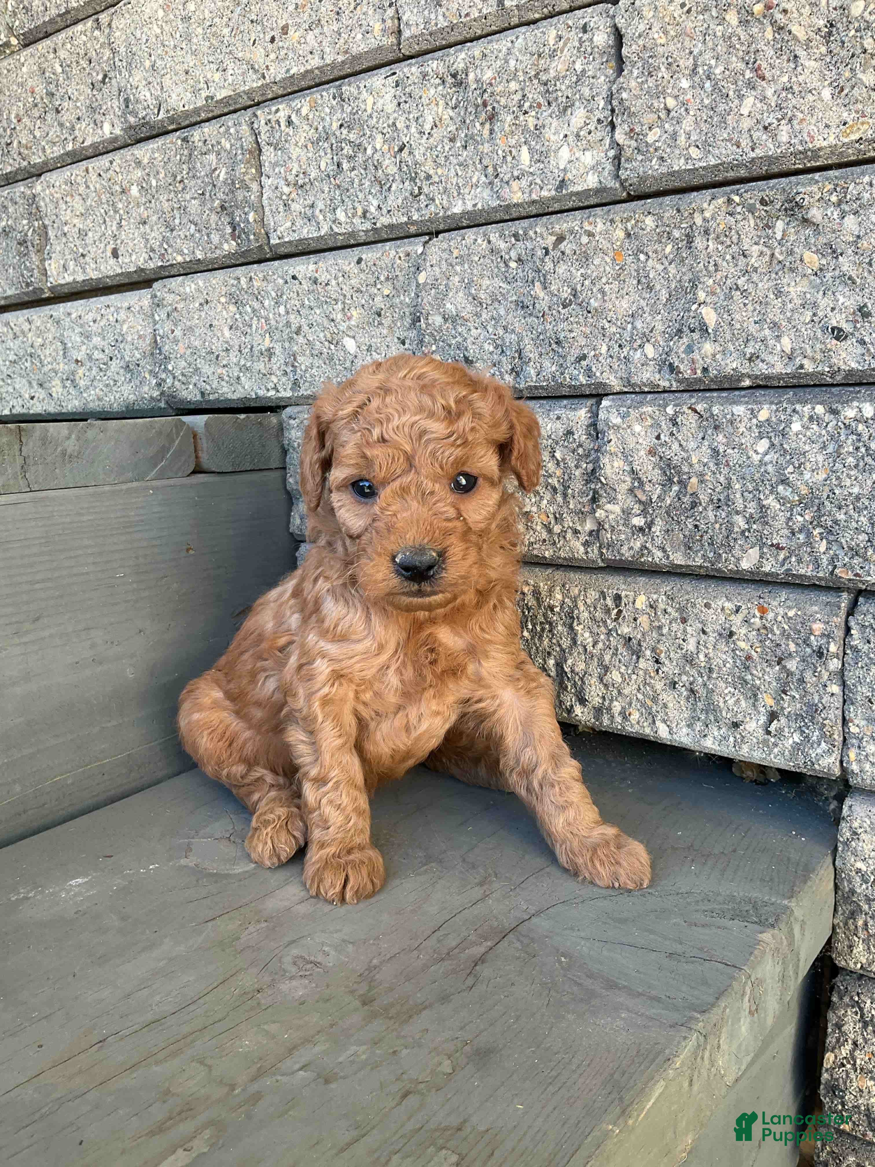 Mini Goldendoodle dogs Betsy - Ad 2