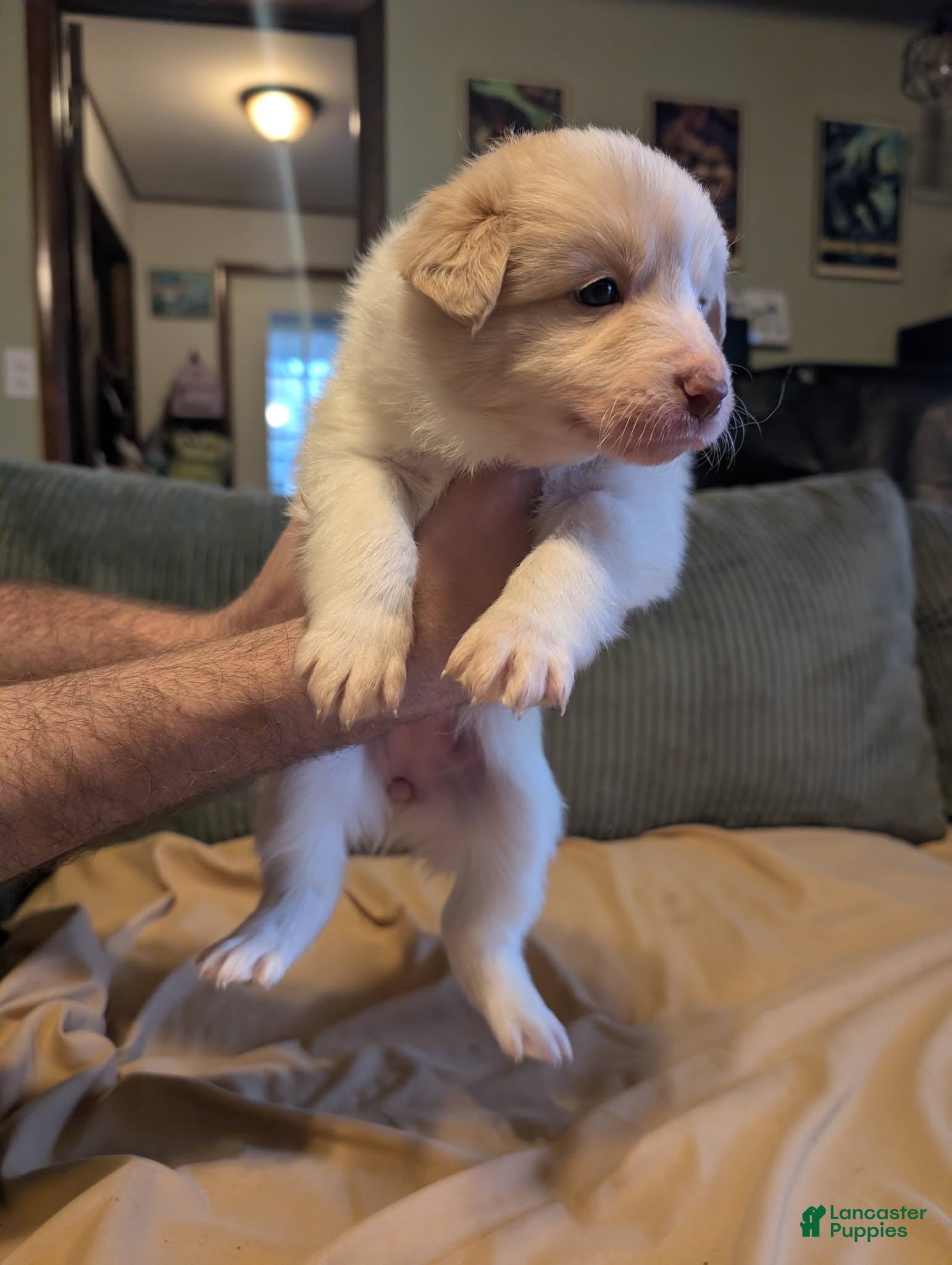 Border Collie dogs Female 1 - Ad 40