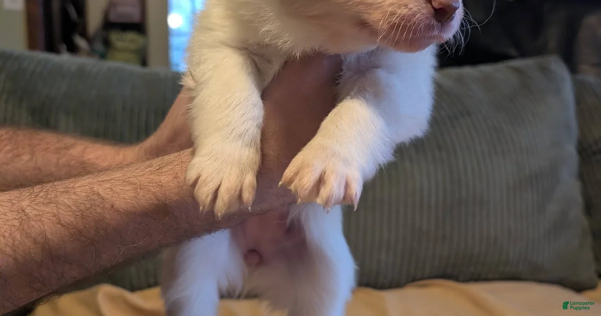 Female 1 Border Collie for sale in Lords Valley | Lancaster Puppies