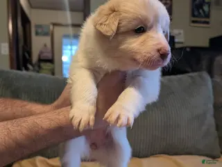 Border Collie dogs Female 1 - Ad 40