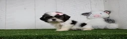 Shih Tzu dogs for sale: Dolly - Ad 4
