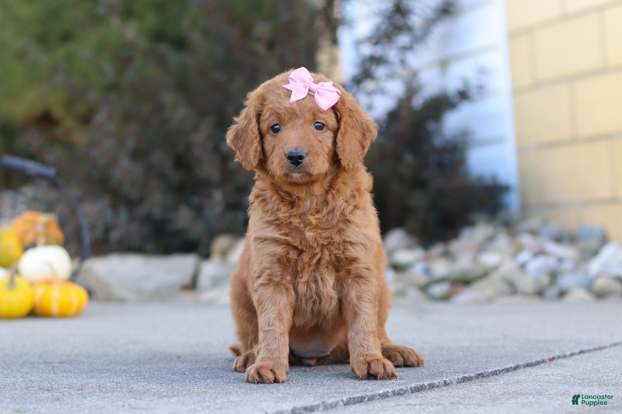 Mini Goldendoodle dogs Ivy - Ad 1