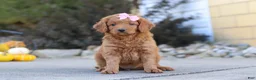 Mini Goldendoodle dogs for sale: Ivy - Ad 1