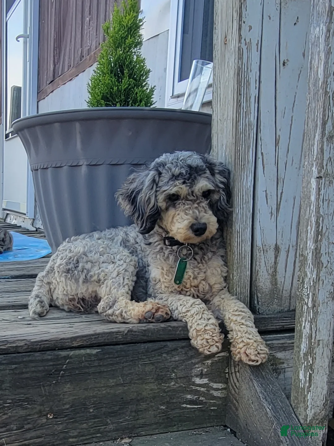 Miniature Poodle dogs for sale: Sophie - Ad 1