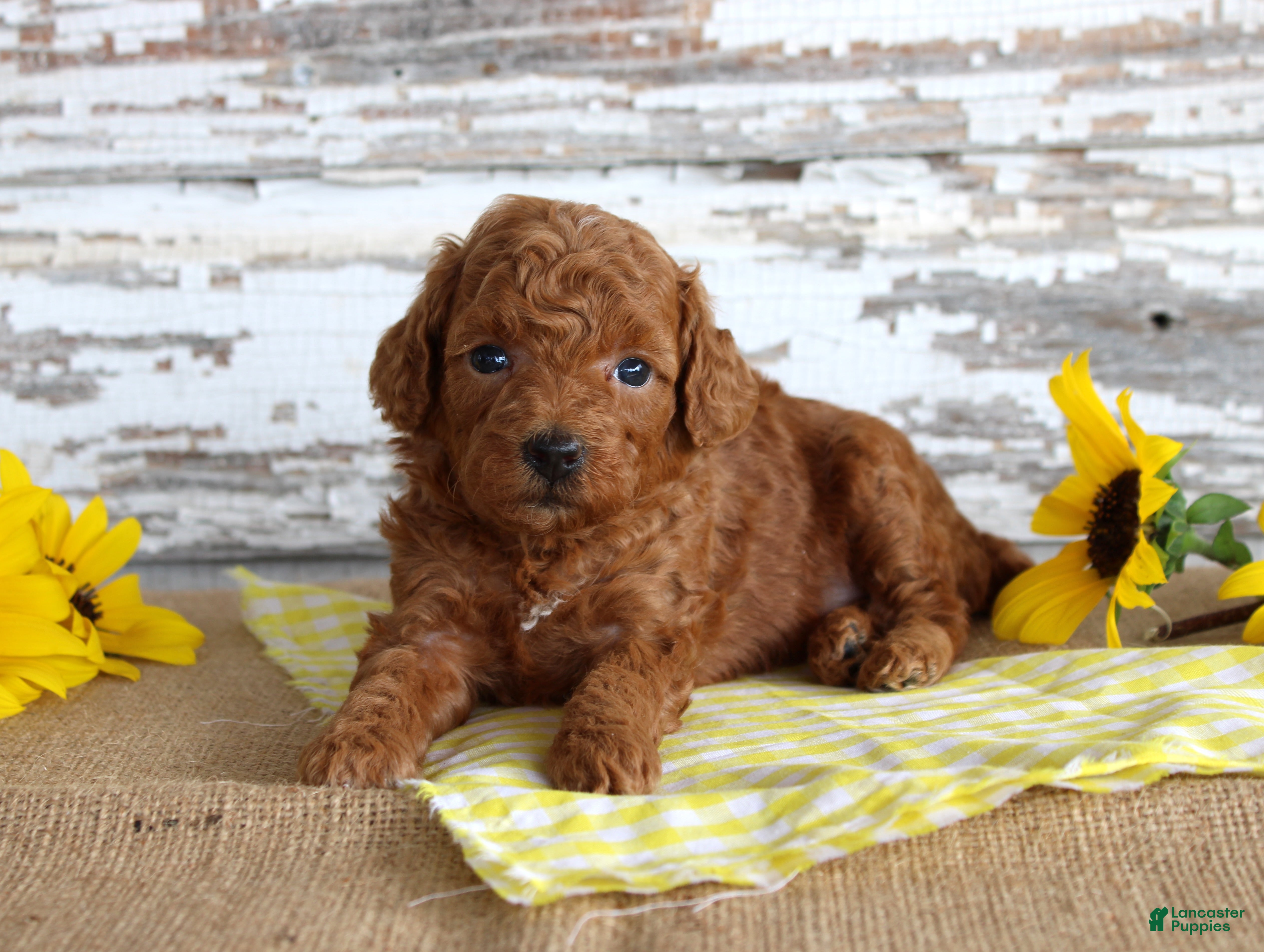 Custard, Toy Poodle
