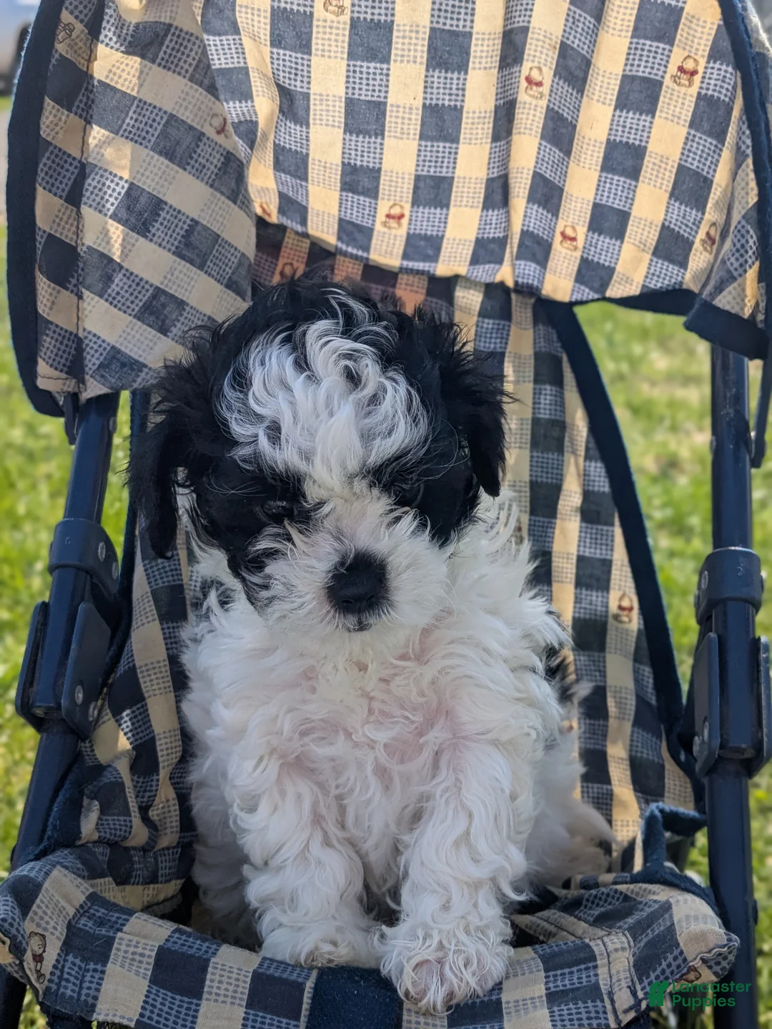 Mixed Breed dogs for sale: Mandy - Ad 1