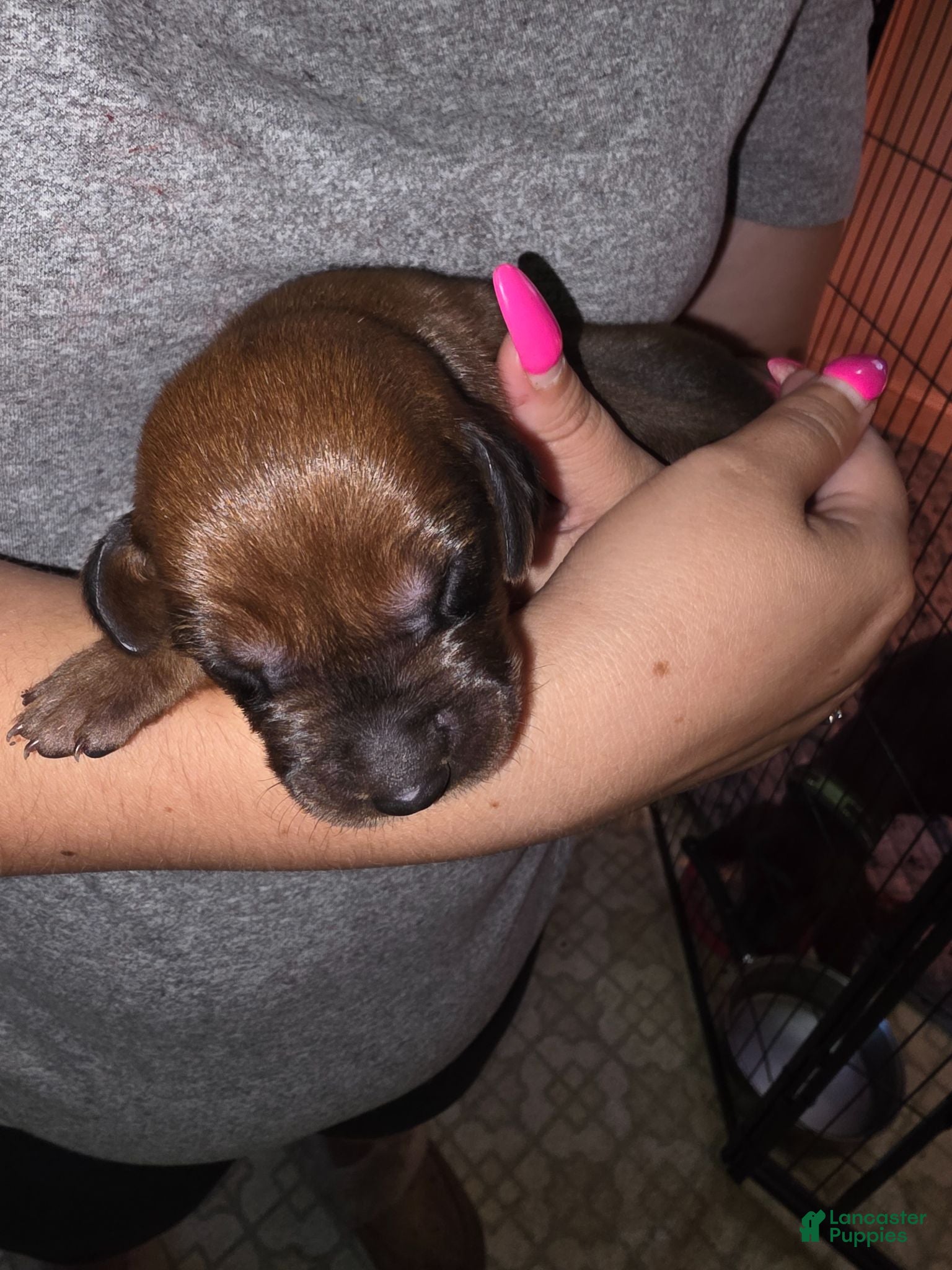 Redbone Coonhound dogs Redbone Coonhound 8 - Ad 3