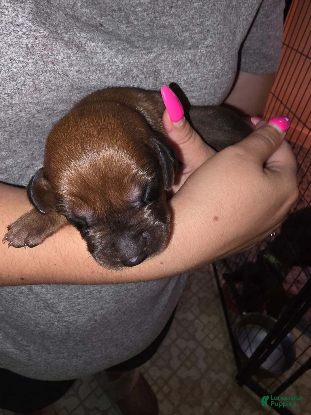 Redbone Coonhound dogs for sale: Redbone Coonhound 8 - Ad 1
