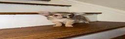 Chihuahua dogs for sale: Long coat male  - Ad 3