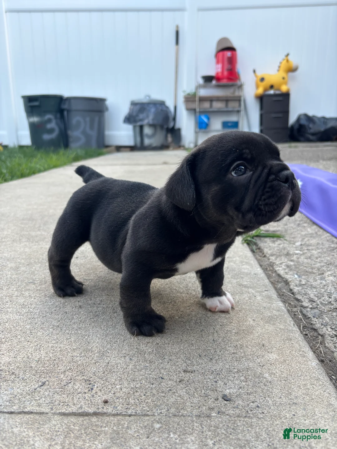 American Bully dogs for sale: American Bully Puppy 3 - Ad 11