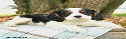 Cavalier King Charles Spaniel dogs for sale: Kurt - Ad 4