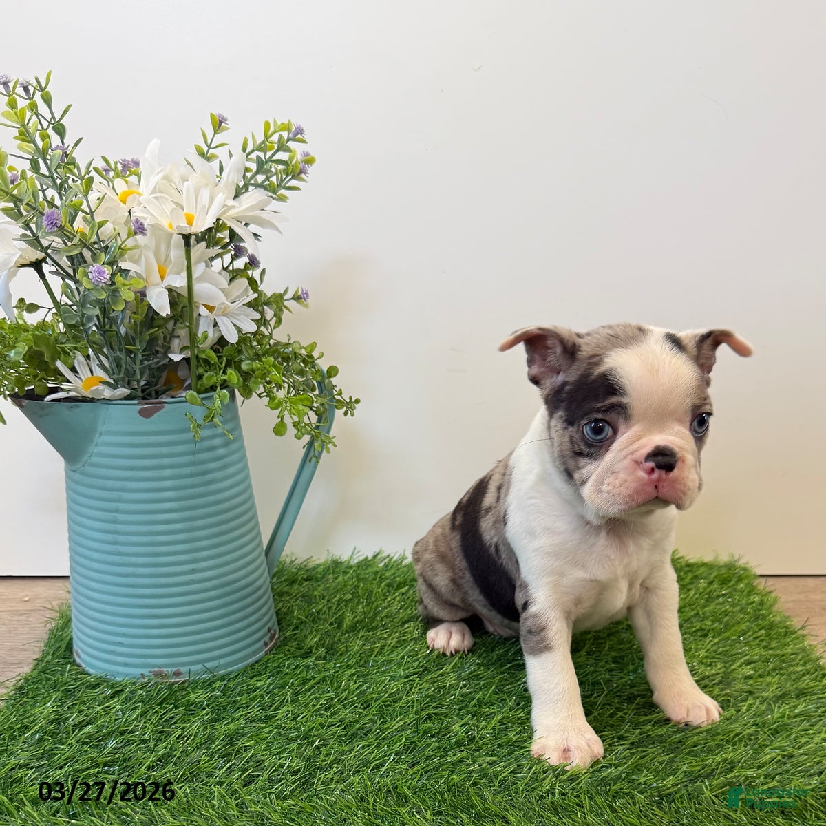 Boston Terrier dogs Marcy - Ad 1