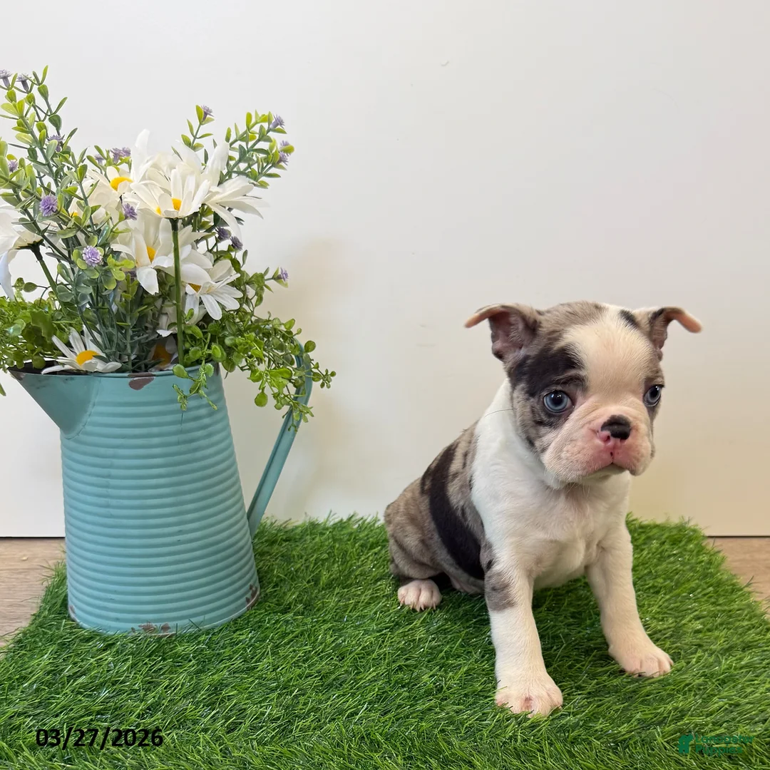 Boston Terrier dogs for sale: Marcy - Ad 1